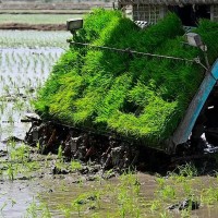 求购高速插秧机，洋马/井关品牌，作业效率高即可
