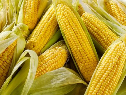 玉米最新价格多少钱一斤？